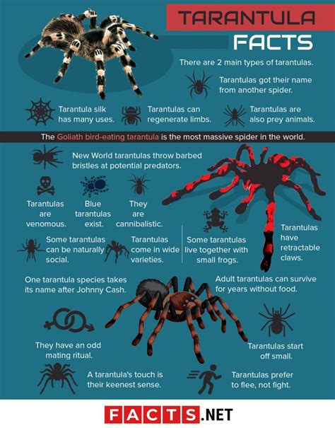 gender tarantula|tarantula facts and information.